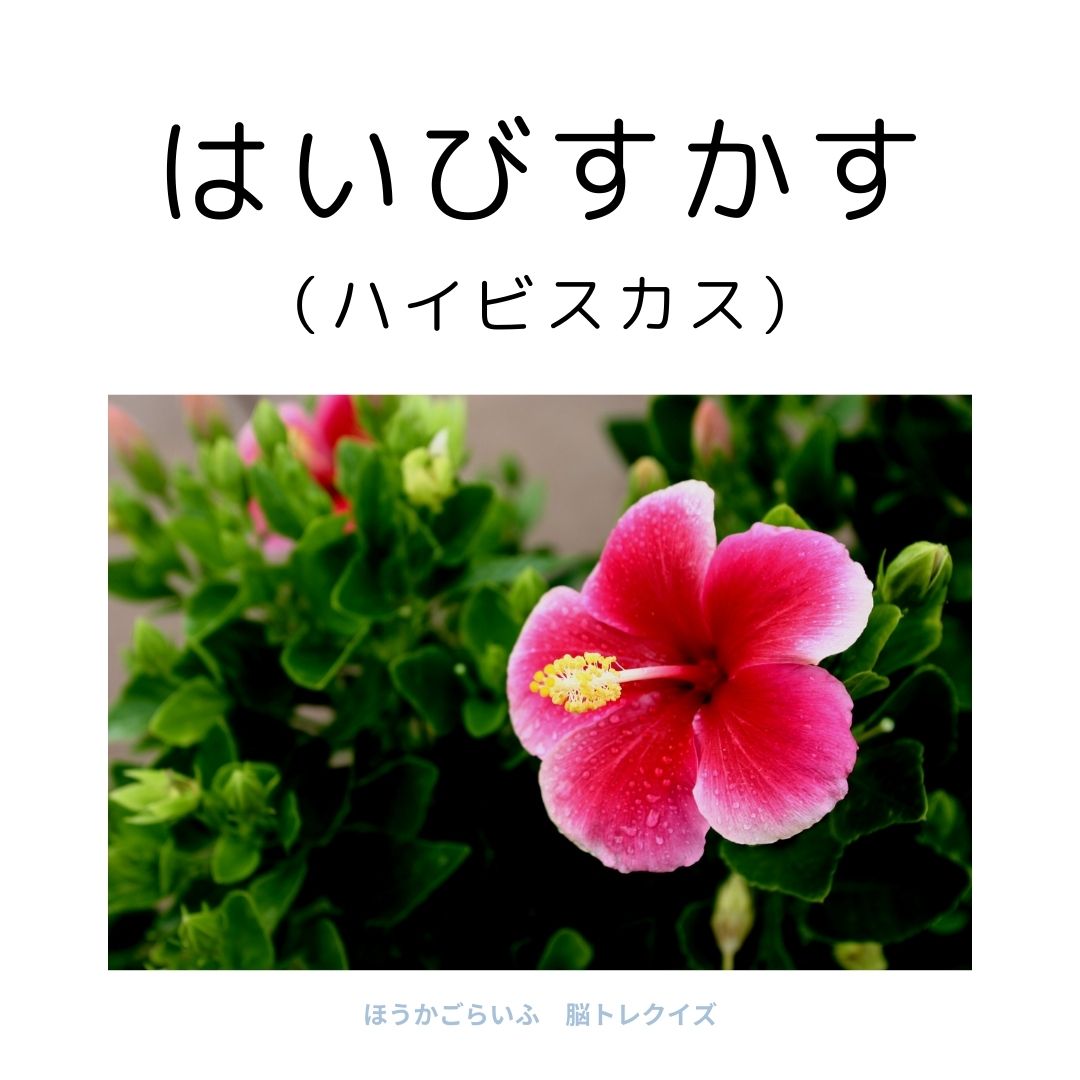 高齢者向け（無料）言葉の並び替えで脳トレしよう！文字（ひらがな）を並び替える簡単なゲーム【花の名前】健康寿命を延ばす鍵